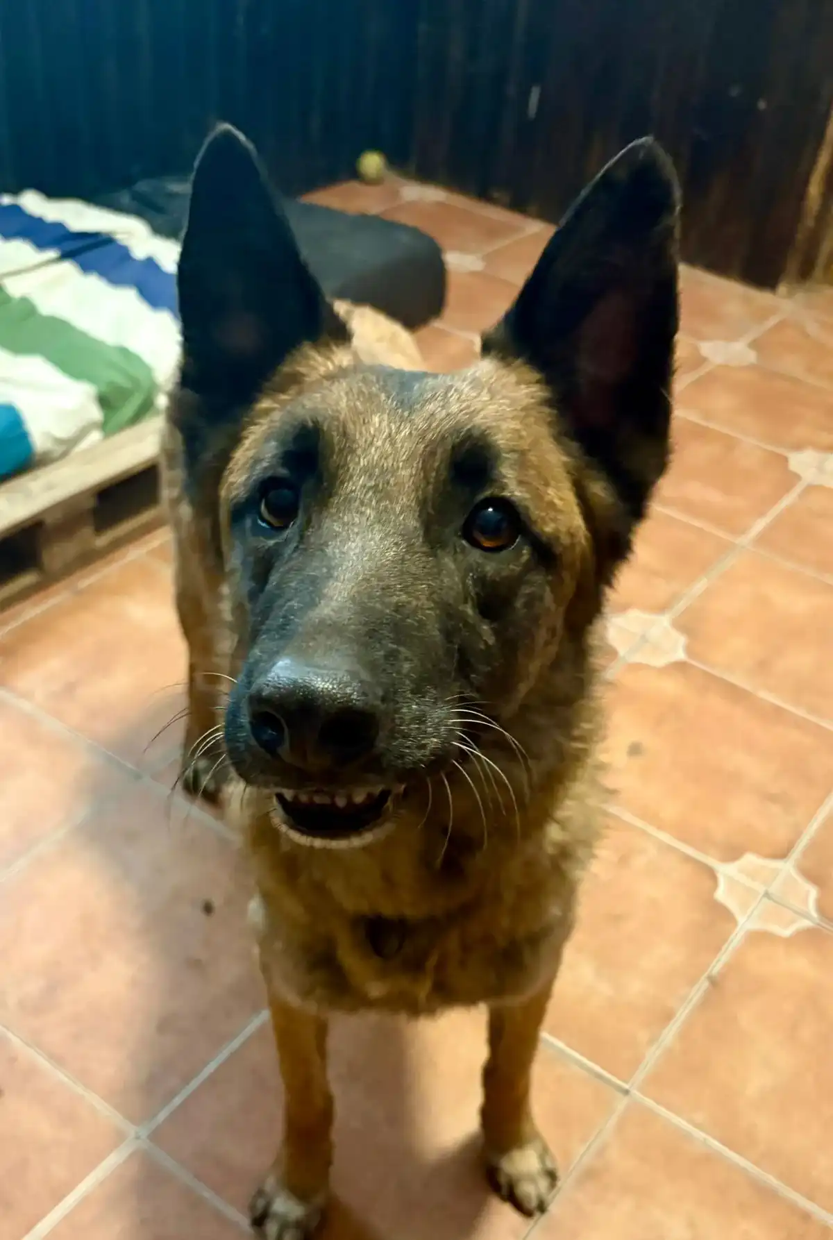 Aslan, perro adoptado gracias a Almas de 4 Patas