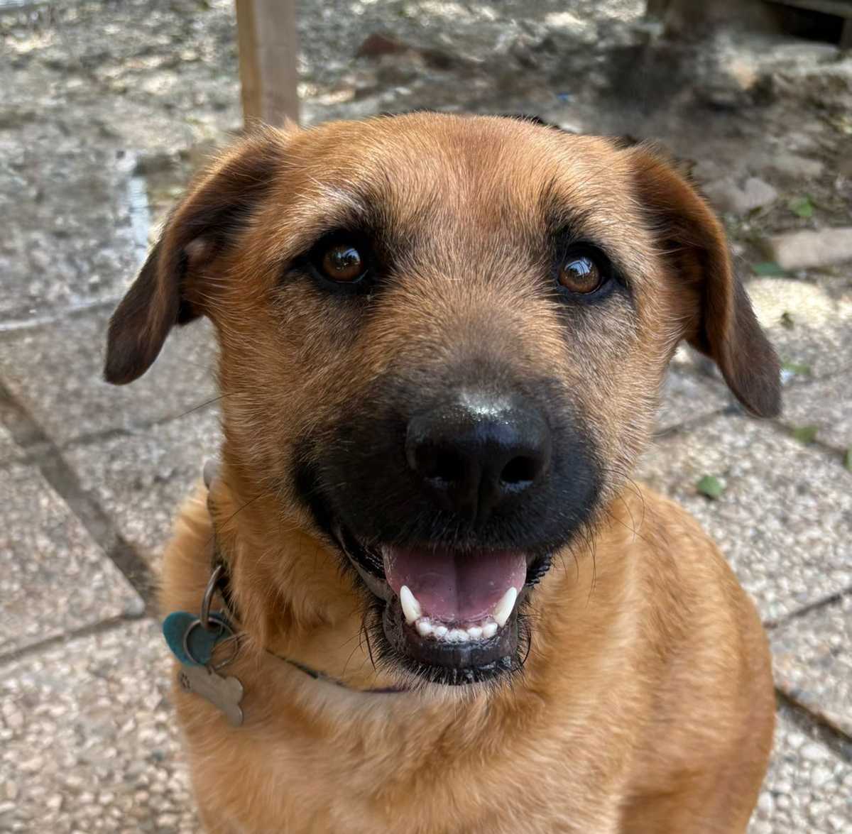 Bruni, perrita en adopción en Almas de 4 Patas, Alhaurín el Grande