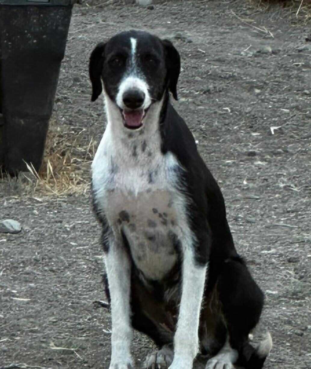 Pandora, perrita en adopción en Almas de 4 Patas, Málaga