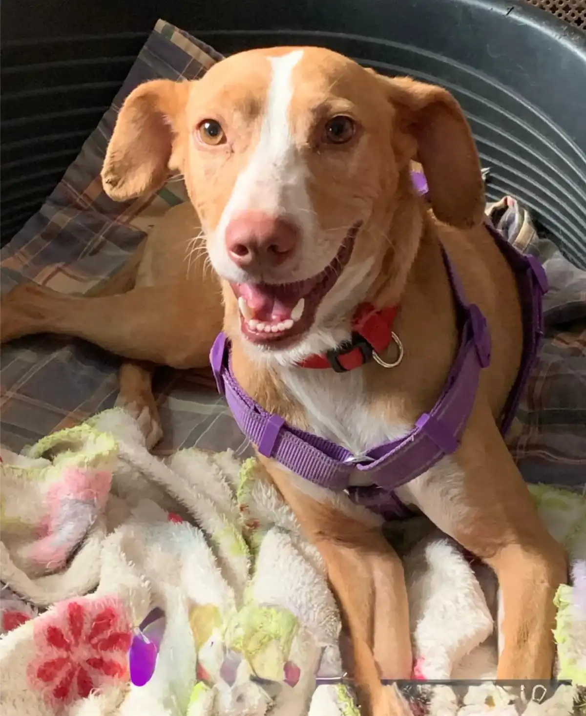 Pippin, perro en el refugio Almas de 4 Patas esperando adopción